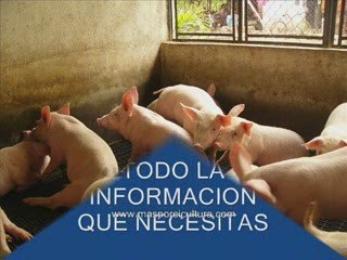 Porcicultura tecnificada, produccion de cerdos