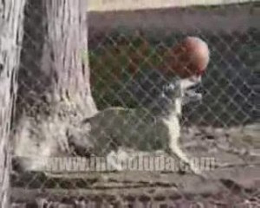 Top Sektiren Köpek (www.ineboluda.com)