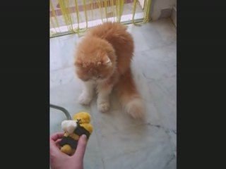 poupi l'impertubable