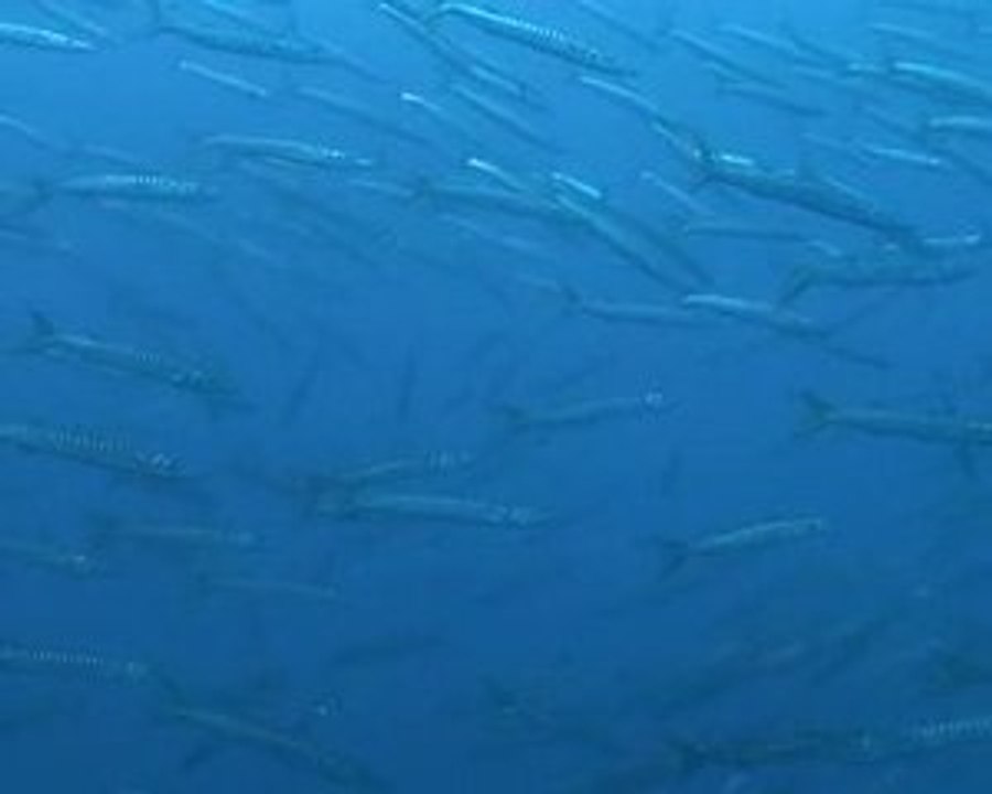 Barracudas en Sicile
