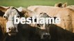 Learn Italian - Italian Farm Animals Vocabulary