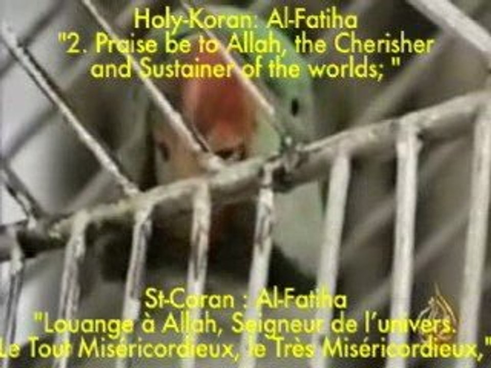 Parrot Peroquet reading récitant Holy Koran Saint-Coran