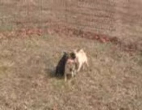 Pug Puppies for Sale @ Puppy Match 4 You