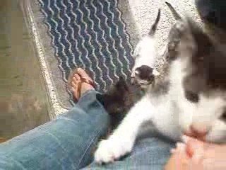 Chat qui grimpent aux jambes