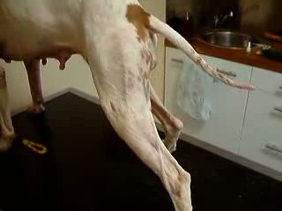 Chien de chasse 1