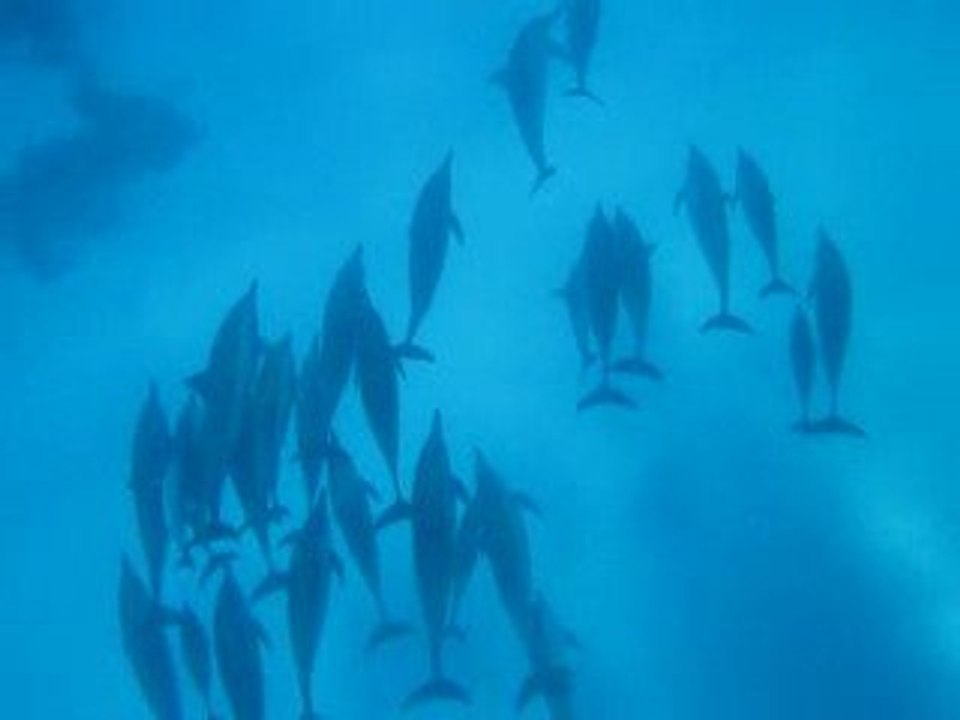 Une grande famille de dauphins à long bec a Sataya
