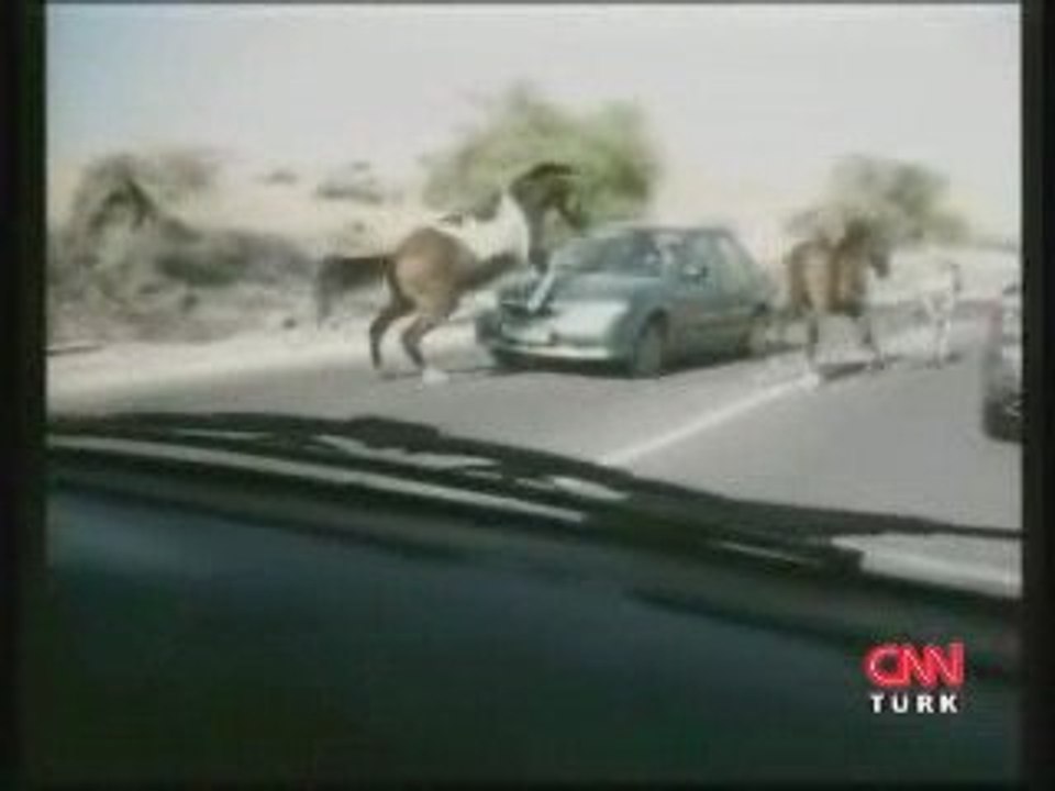 At otomobile çarpınca...