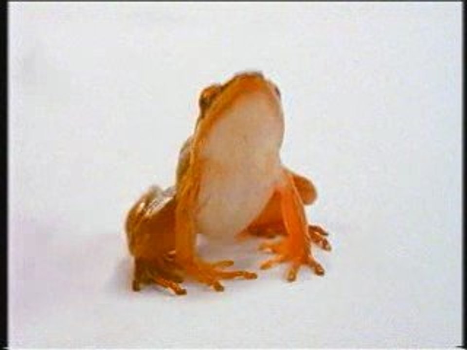 Audi frog