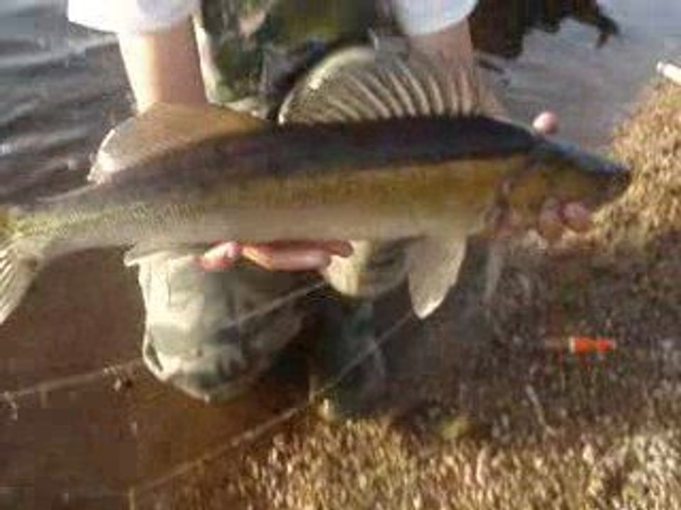 Sandre 65cm !!!