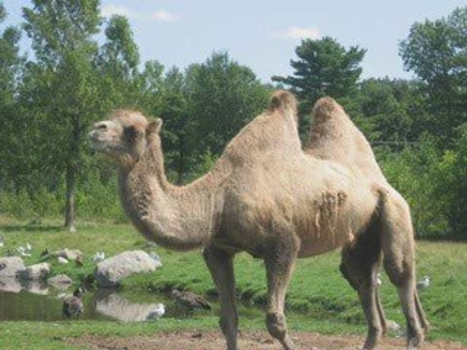 au parc safari aout 2009