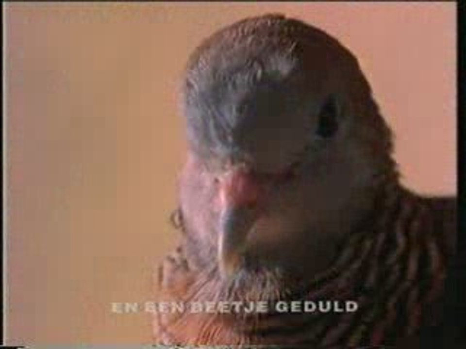 Avero bird