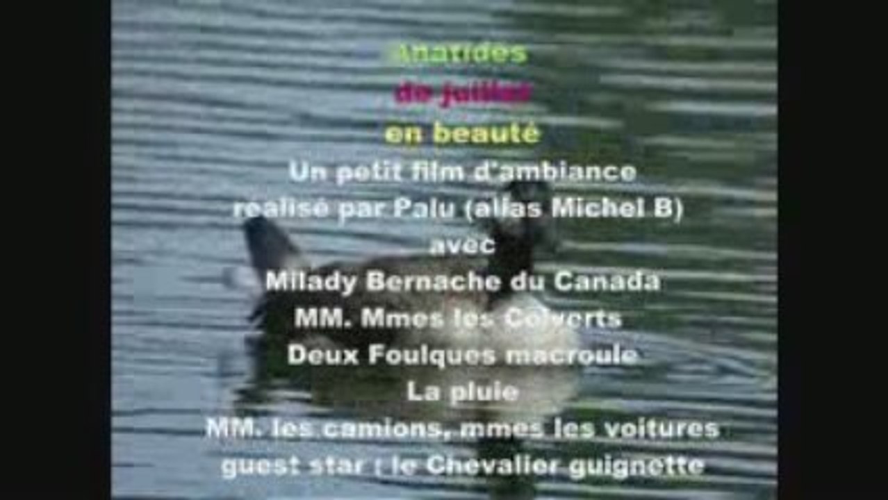 Beauté et sérénité avec les Anatidés de Juillet (2009)