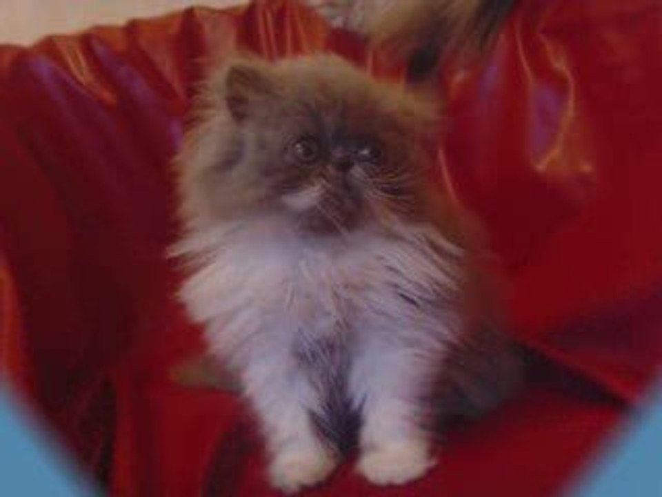 chaton persan 2009 disponible Aout 2009