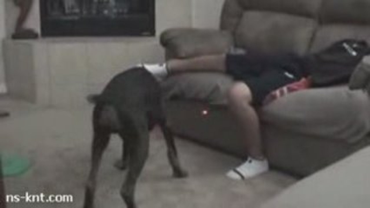 Laser Guided Doberman