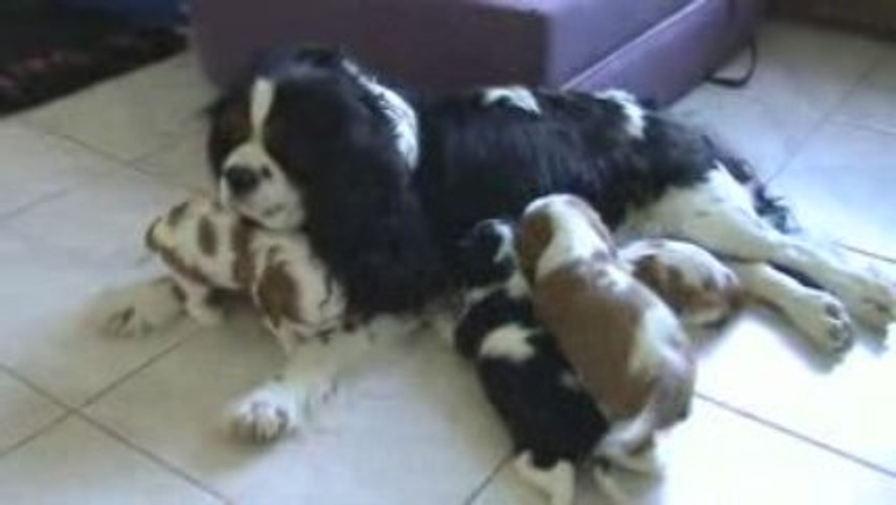 Vanille et ses bébés