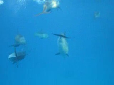 Nage avec les Dauphins à long bec, mer rouge 28/08/2009