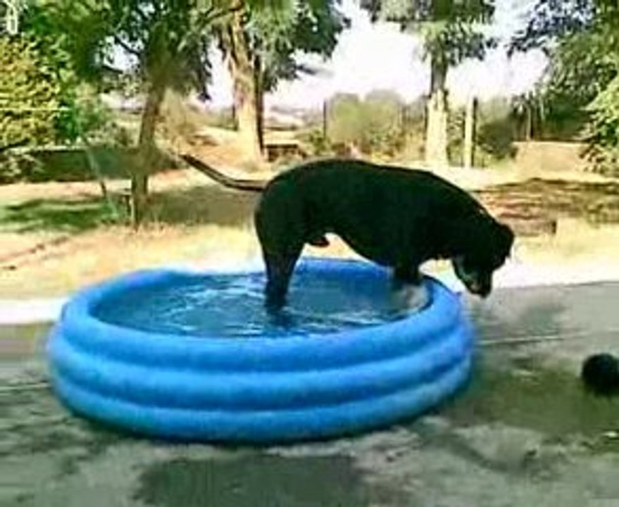 MOUCHE et sa nouvelle piscine