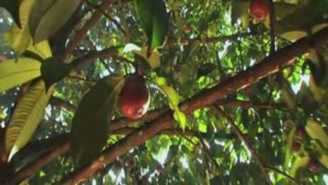 XanGo Mangosteen Pericarp Oil