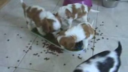 premières croquettes