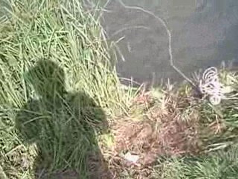 et on pique une tete