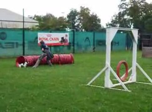 séance d'agility