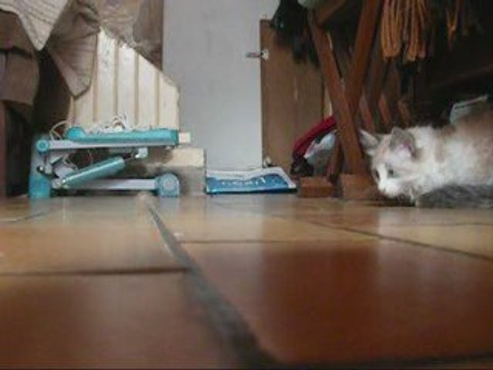 Chaton vs. pièce.