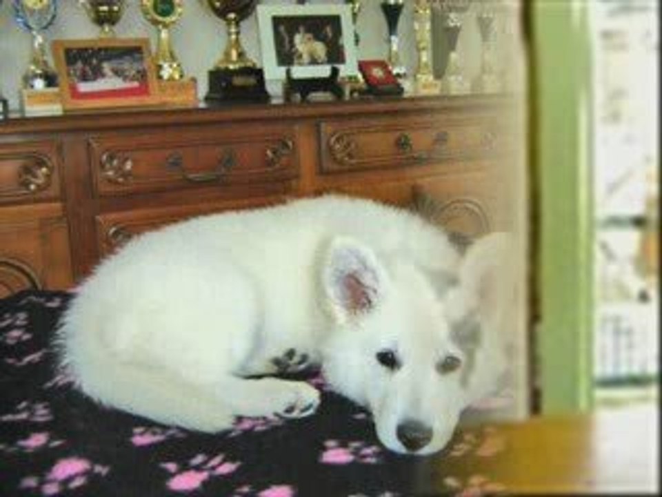 Evolution des chiots nés à l'élevage.