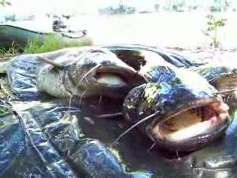 Silure vs carpe =2/2