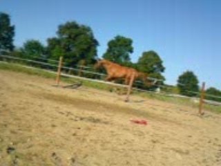 12-08 1er obstacle lib (1)