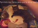 Milu: el gato con huesos de cristal