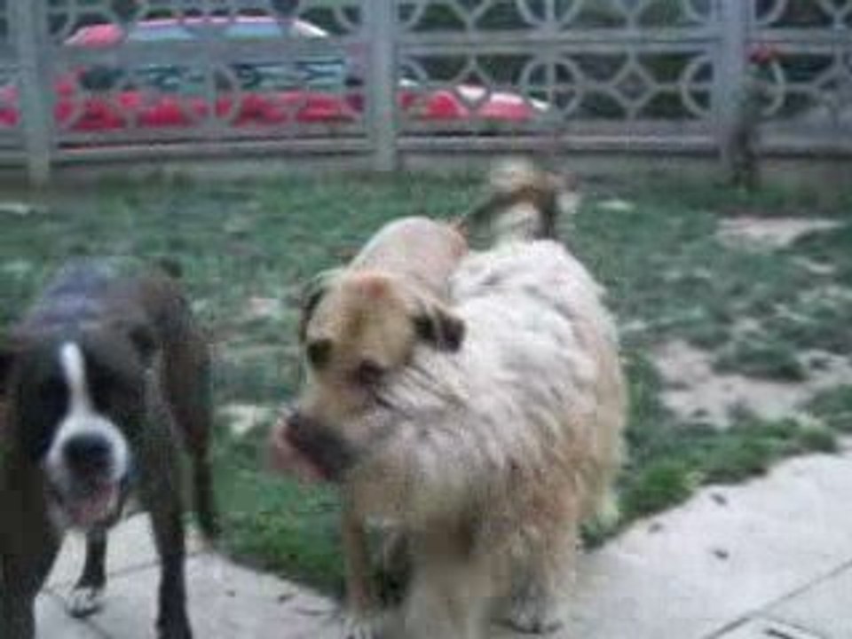 Cannelle, Téquila et Calypso