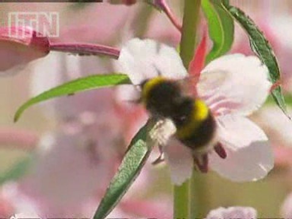 Bee-keeping could help the economy