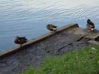 природа  кортазар