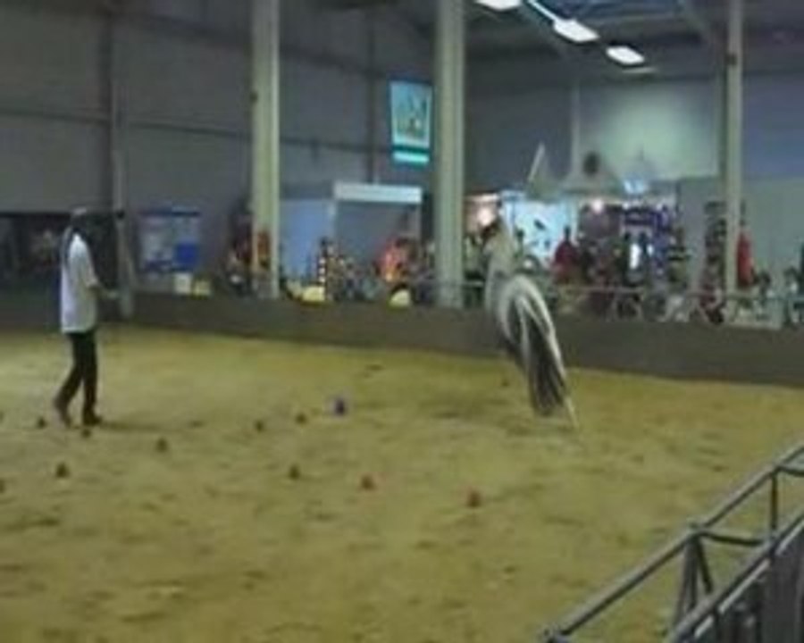 Vorführung americana von hans-jürgen neuhauser hjn-reiten.de