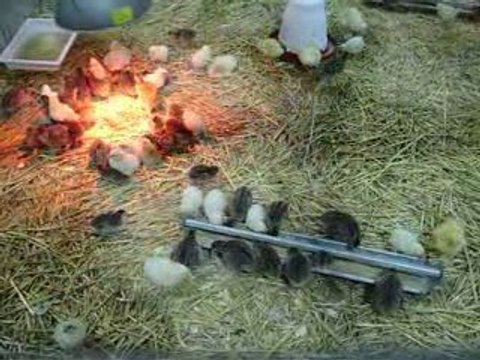 Des petits poussins de toutes sorte