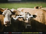 Learn Arabic - Arabic Farm Animals Vocabulary