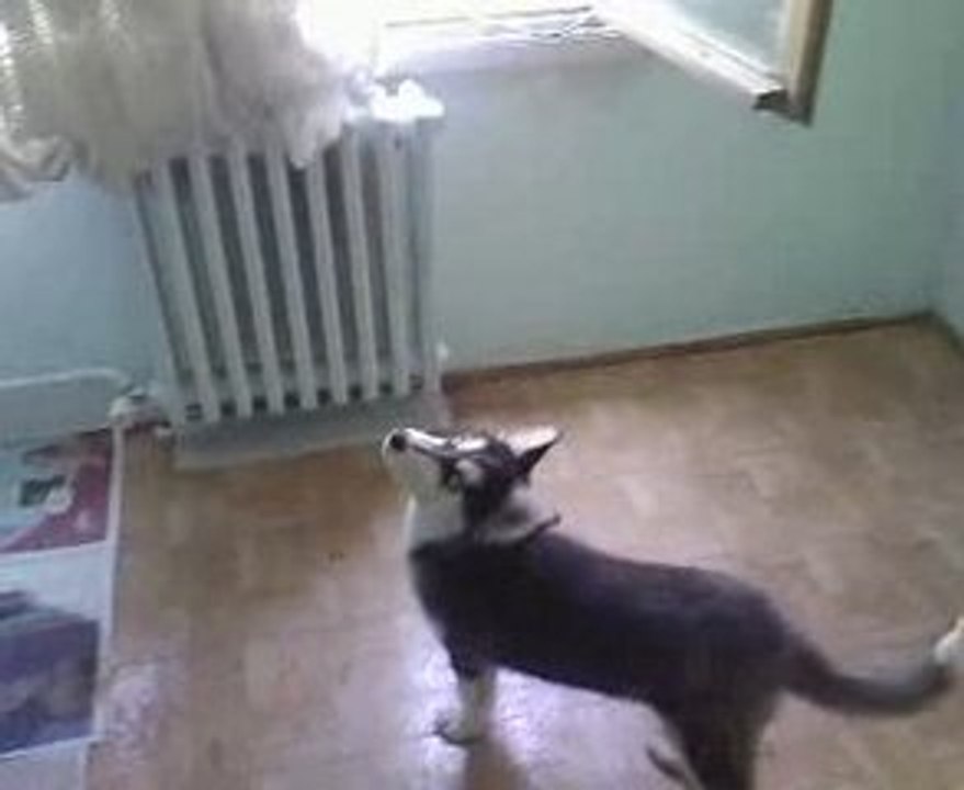 Rasha Kelebek Avında :D