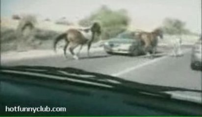 Horse Tramples Oncoming Car