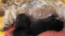 vidéo bébé a 18 jours en musique 002