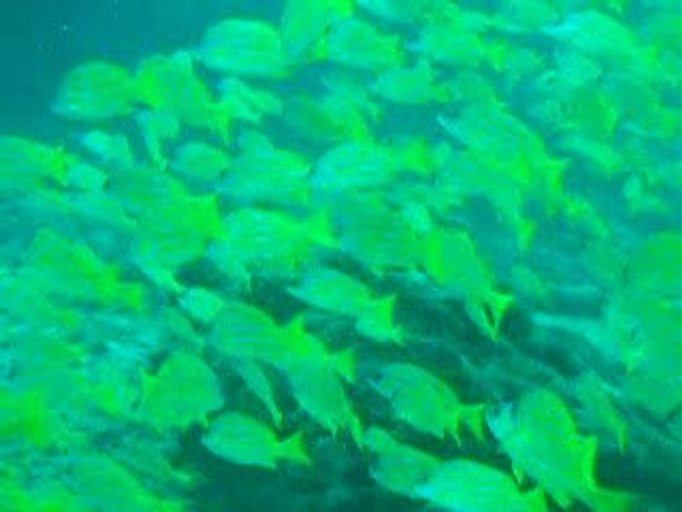 au milieu des poissons