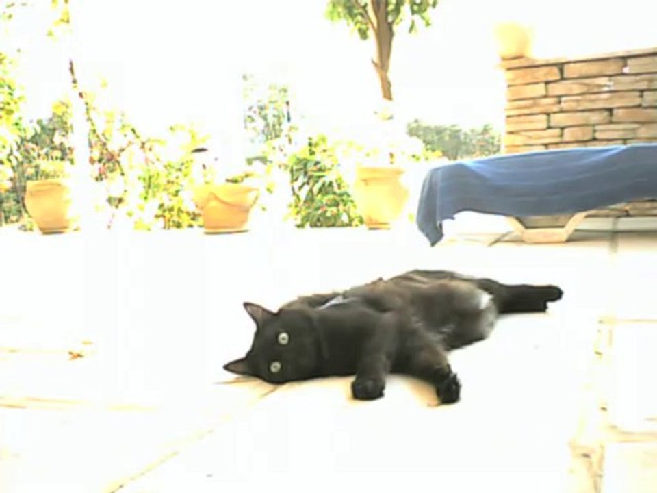 le chat fou