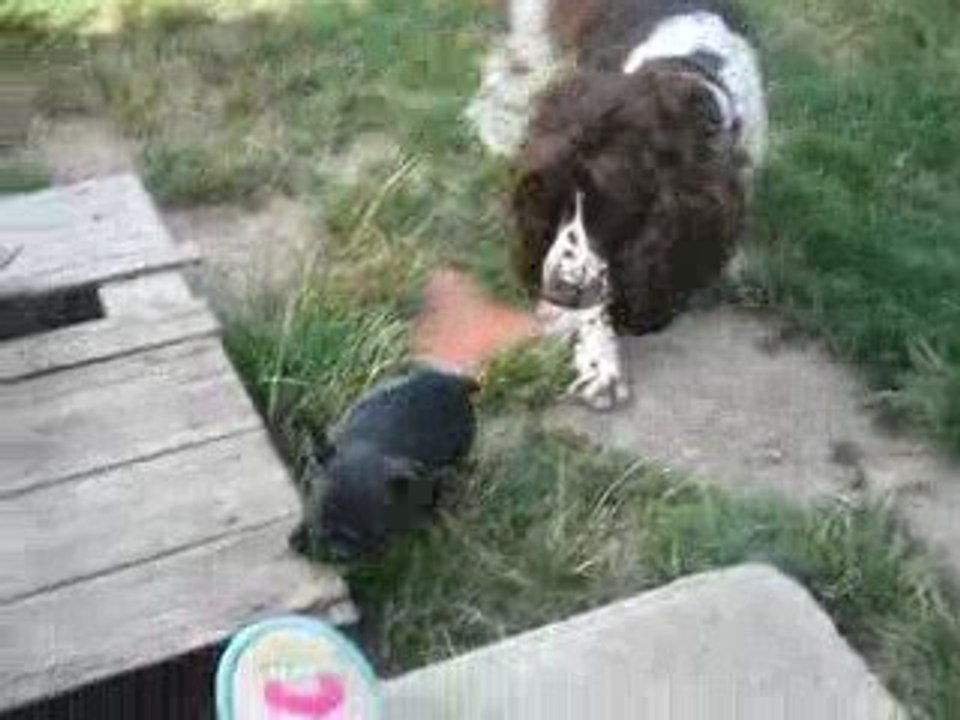 Enouchka ses premeirs pas à la maison