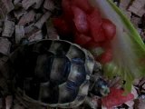 repas tortue 1