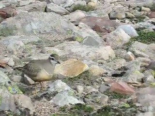 Pluviers guignards, se battant pour la garde de leurs poussins