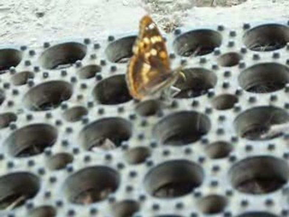 BATTEMENT D'AILES D'UN PAPILLON