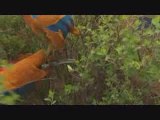 How to Trim Shrubs and Prune Hedges - Do It Yourself