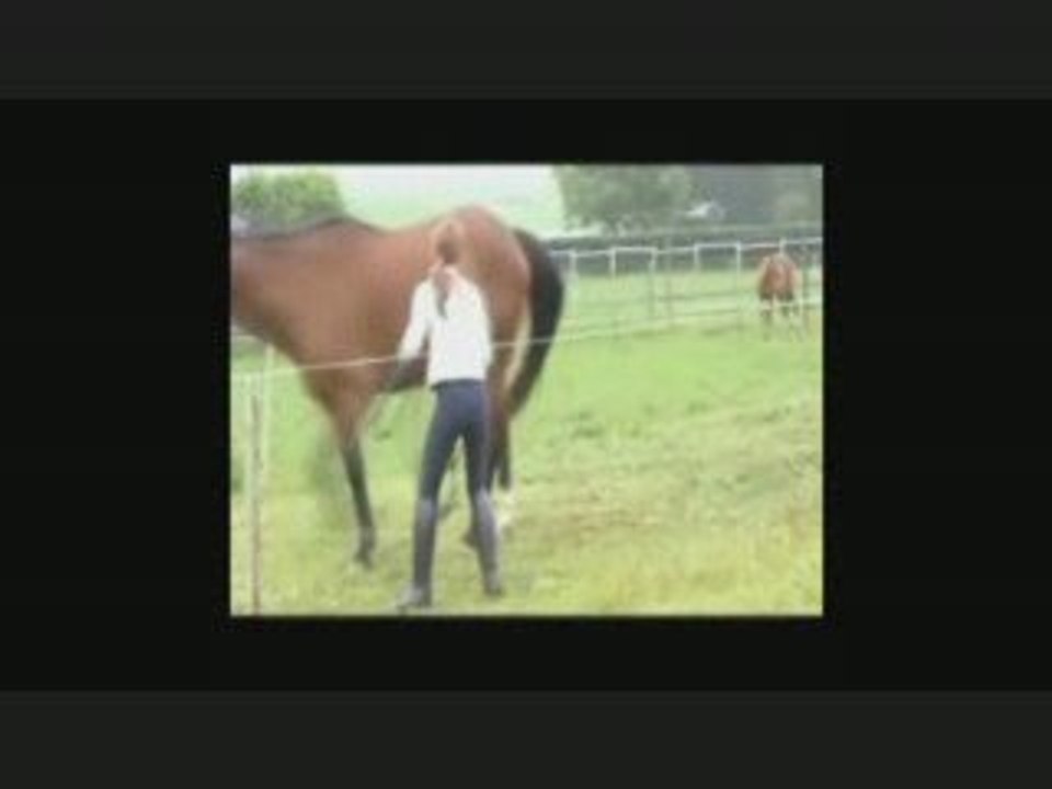 une journée au Haras