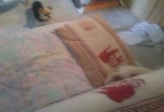 ma chienne et mes furets