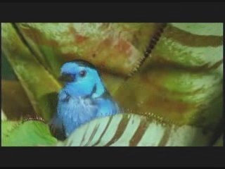 DJ Dumato (Amazonia) respect to mother nature legendado