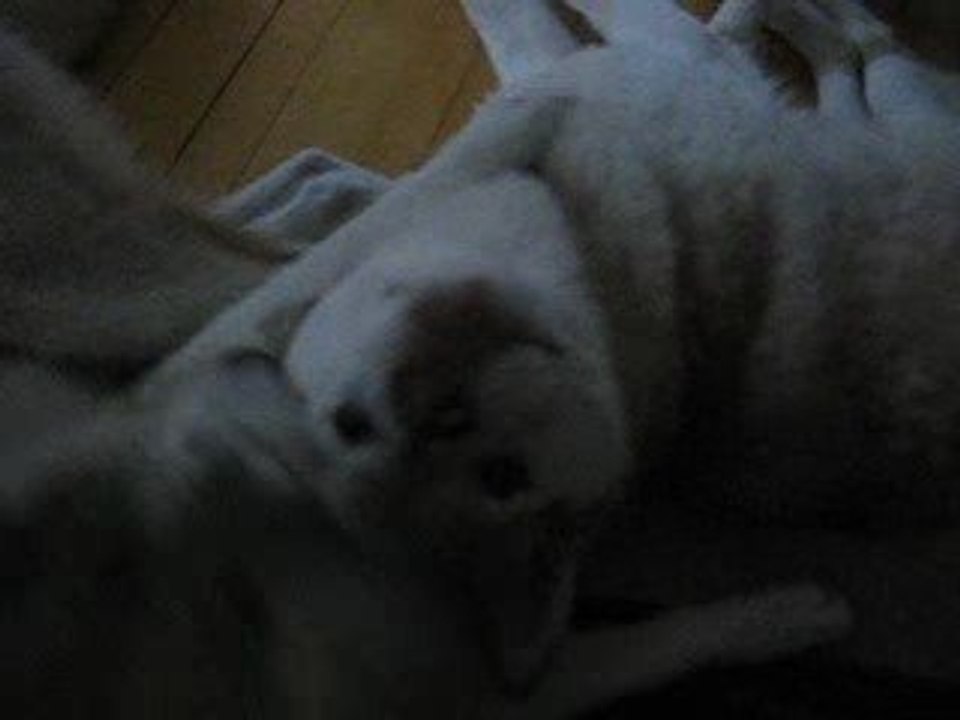Calins